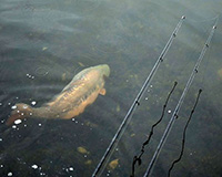 A carp swimming in the Top Lake